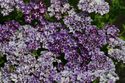 Picture of Phlox - Sugar Stars